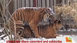 Big animal mating compilation 02