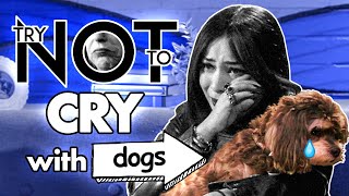 Try Not To Cry While Watching Sad Dog Videos With Your Dog Challenge