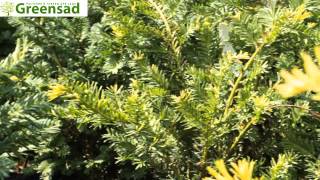 Тис ягодный "Элегантиссима"  - видео-обзор от Greensad