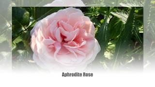 Rose Aphrodite (Афродита роза)