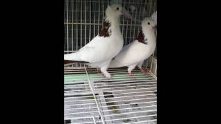 Iranian pigeon and armenian pigeons breeding pairs 2011