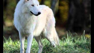 Wolfsong - Panflöte