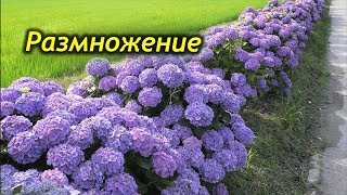 Как размножить комнатную Гортензию. Способы размножения Гортензии.