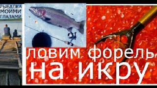 Как ловить форель на красную икру и на кальмара
