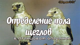 Определение пола щеглов (в птенцовом оперении)