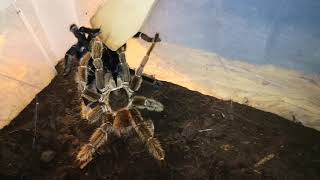 Lasiodora klugi páření (mating)