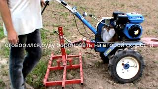посадка сидератов после уборки картофеля