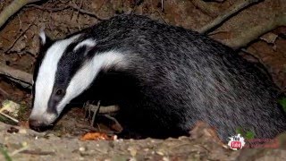 Барсук/Badger