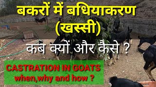 बकरों में बधियाकरण (खस्सी) कब क्यों और कैसे करे (Castration in male goats when, why and how ?)