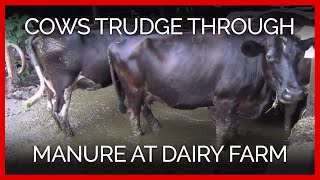 Dairy Farm Exposed in Eyewitness Footage