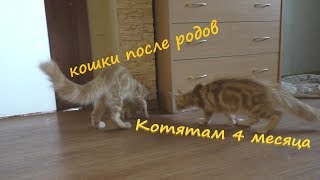 как кошки выглядят после беременности, наши котята