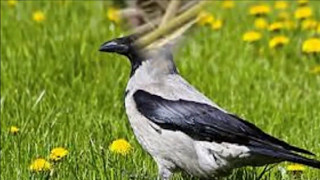 Какие они вороны