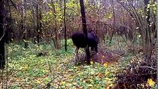 Национальный природный парк Лосиный Остов 13.10.2012
