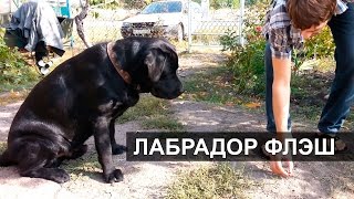 Лабрадор Флэш - занятия на улице