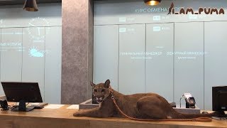 Как пума Месси съездил в отпуск. How cougar Messi went on vacation