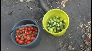 СОБИРАЕМ ПОМИДОРЫ и УБИРАЕМ ГРЯДКИ