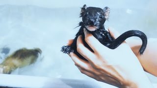 4 ХОРЬКА ПЛАВАЮТ | КУПАНИЯ, НЫРЯНИЯ ХОРЬКОВ | МИЛЫЕ ДЕТКИ | мимимишки | Домашний хорек home ferret