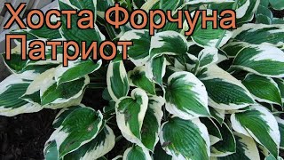 Хоста форчуна Патриот (hosta fortunei patriot) ? Патриот обзор: как сажать, рассада хосты Патриот