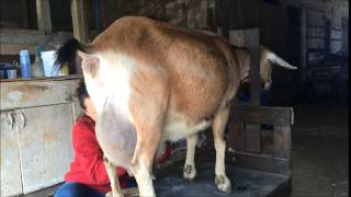 Dairy Goat Clipping for Kidding Season