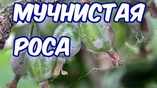 Мучнистая роса (Методы борьбы и профилактика)
