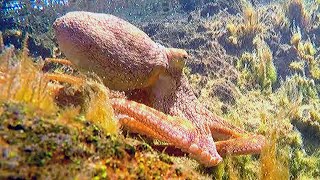 How to CATCH OCTOPUS!! (Sneaky)