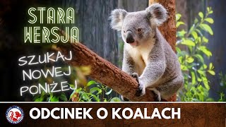 AUSTRALIA | Wszystko co warto wiedzieć o Koalach | Dobrze Pojechane