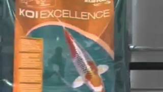 Tetra Pond Koi Excellence основной корм для прудовых карпов кои