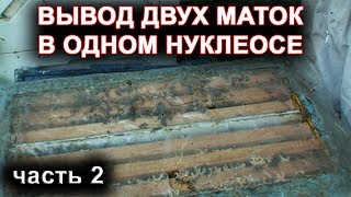Вывод двух маток в одном нуклеосе. часть 2