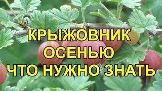 КРЫЖОВНИК ОСЕНЬЮ ЧТО НУЖНО ЗНАТЬ.