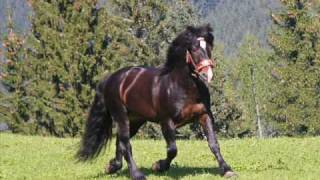 Noriker