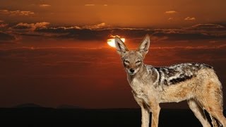 Hunting jackals in Namibia