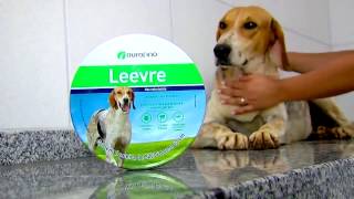 Agropecuária do Mané - Você já ouviu falar de Leishmaniose? | 2017