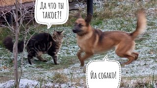 Загнать кошку Морошку домой, когда приходит друг, - импосибль! Помогла собака. Сова Ёль осуждает