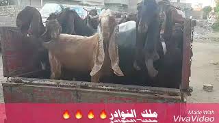 وصول دفعه من الماعز القبرصي والحجازي ????