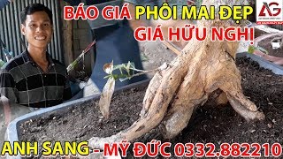 BÁO GIÁ PHÔI MAI ĐẸP ? GIÁ HỮU NGHỊ ? ANH SANG MỸ ĐỨC 0332882210 ? | AN GIANG NGÀY NAY