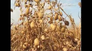 В Самарской области началась уборка рентабельных культур