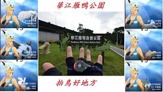 實測 (三代卡比獸？) 吼鯨王+ 鯰魚王+沙奈朵+恰雷姆+請假王(二段招)+雷電獸 PK CP3000 幸福蛋 by 大晴天氣 nikon+小蟻4k+s7