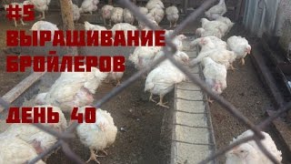 #5 Выращивание бройлеров (день 40). Как вырастить и заработать.