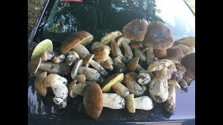 Сбор Белых Грибов!!! Удачный сбор белых грибов от 08.07.17. ЛЕС ПОРАДОВАЛ!!!
