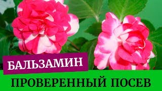 ?Посев бальзамина, проверенный метод. Грунт для бальзамина.  Выращивание бальзамина из семян дома?