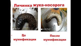Как сделать чучело из личинки жука-носорога