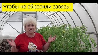 Как высаживать томаты с завязью? Бережно! 