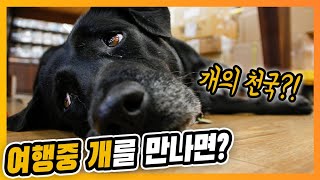 [대만여행주의사항]  거리에 돌아다니는 큰개 설명과 대처법
