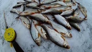 Ловля плотвы зимой. Плотва зимой  на поплавок.