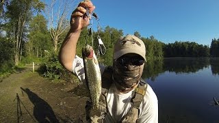 How to Catch Hatchery Trout in Your Local Pond