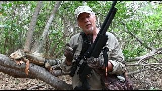 Iguana Hunt with Hatsan Airguns