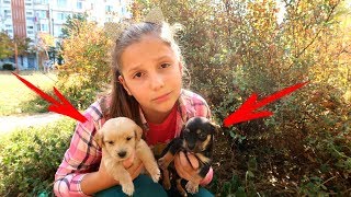 Ира Нашла Маленьких ЩЕНКОВ! Что теперь Скажет МАМА? Разрешит оставить или НЕТ?
