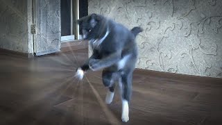 Смотреть кота, убойные приколы