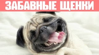 Самые смешные щенки и собаки! Приколы с животными - Лучшие вайны 2016-2017
