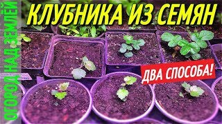 КЛУБНИКА ИЗ СЕМЯН/ДВА СПОСОБА ПОСАДКИ.